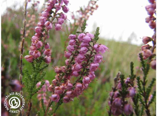Calluna vulgaris